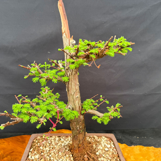 Upper structure of old Dawn Redwood bonsai with compact branching, spring foliage, and natural deadwood feature