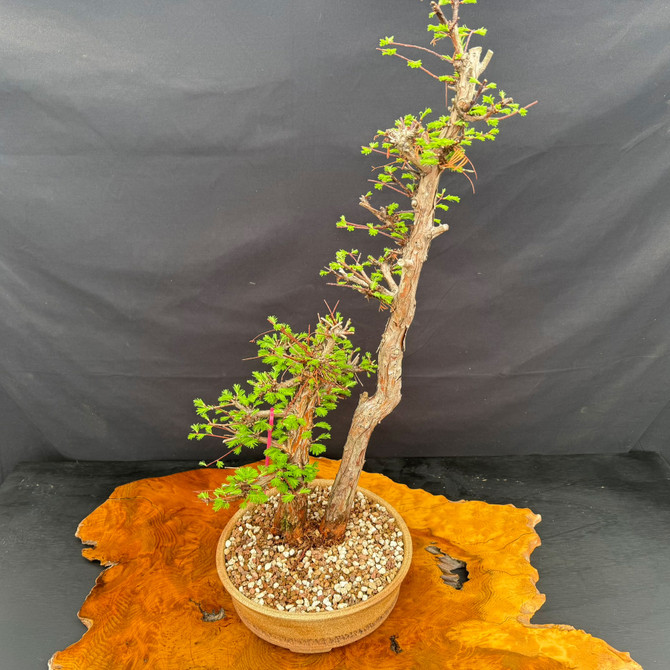 Full view of 35 year old Dawn Redwood mother-daughter bonsai with graceful twin trunk composition and handmade pot
