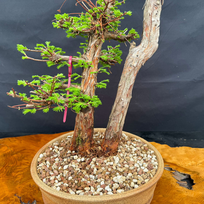 Close-up of Dawn Redwood mother-daughter bonsai showing twin trunk base, aged bark, and handmade Jack Hoover pot