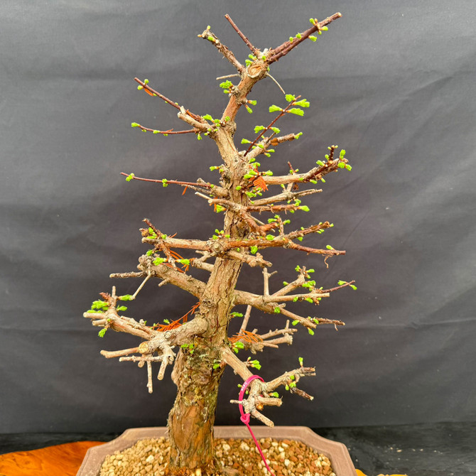Upper structure of mature Dawn Redwood bonsai with budding spring growth, branch detail, and upright taper