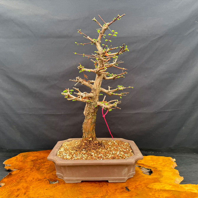 Old Dawn Redwood bonsai with classic upright form, mature bark, and unglazed Yixing bonsai pot, front view