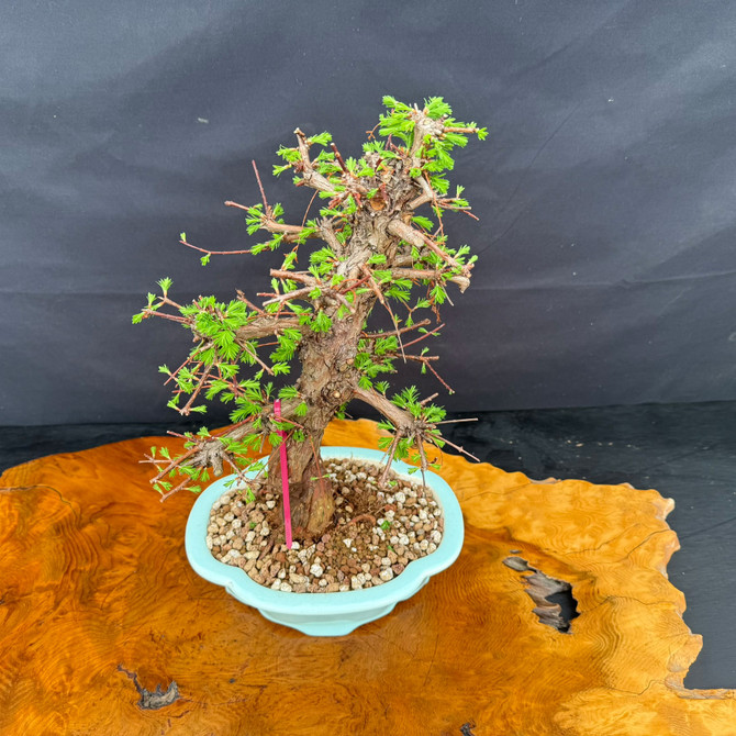 Full view of 35 year old Dawn Redwood bonsai with compact refined silhouette and glazed Yixing bonsai pot