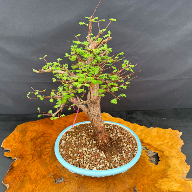 Full view of 35 year old Dawn Redwood bonsai with wide branch spread and blue glazed Yixing bonsai pot