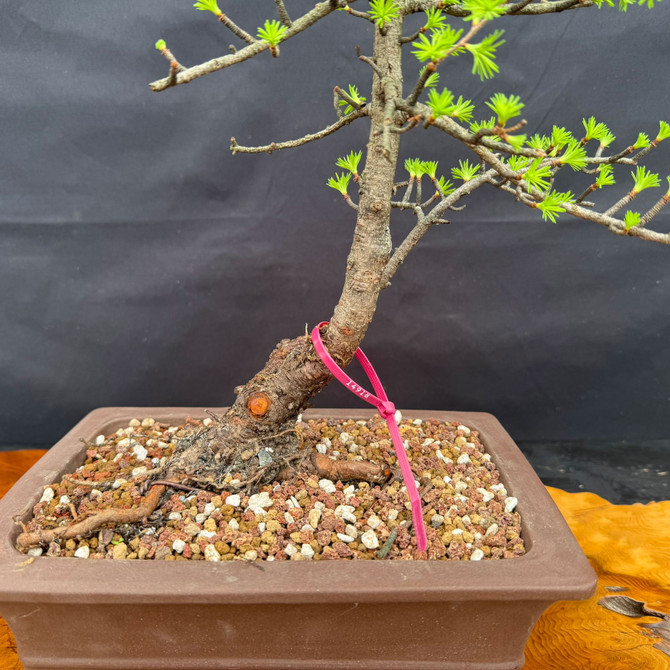 Close-up of American Collected Larch bonsai showing exposed roots, low collected base, and unglazed ceramic pot