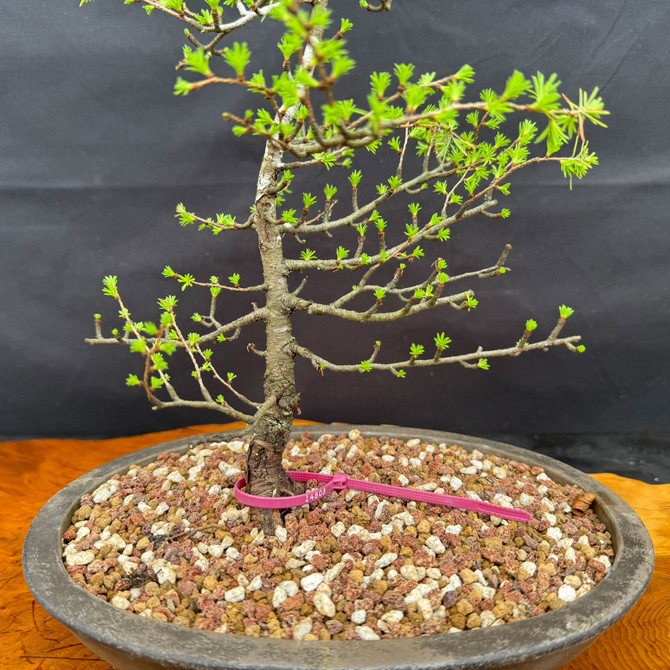 Close-up of American Collected Larch bonsai showing collected trunk base, bark texture, and Yixing ceramic pot