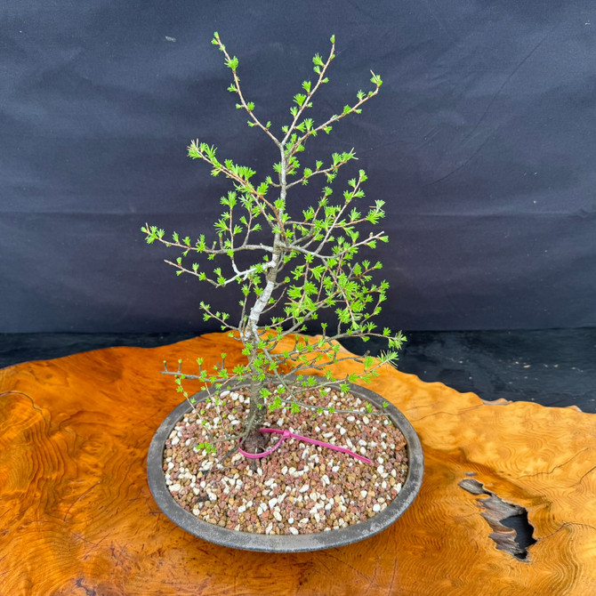 Full view of American Collected Larch bonsai with natural collected form, airy silhouette, and ceramic bonsai pot
