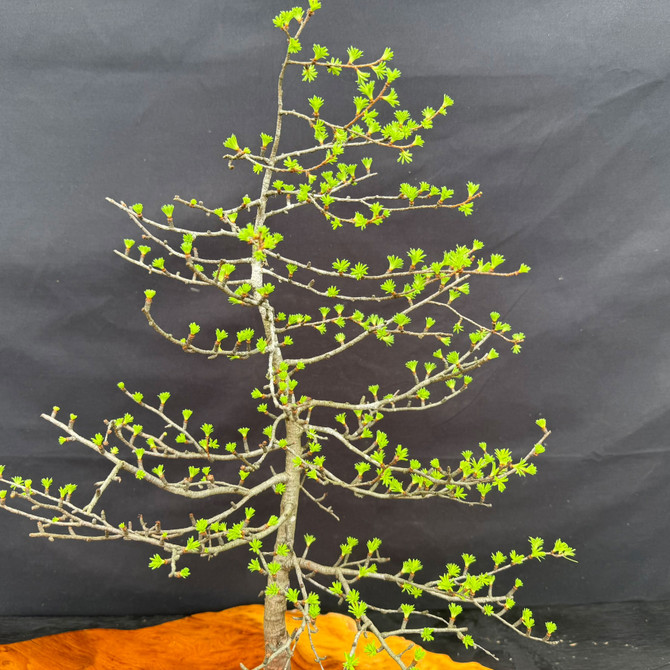 Upper structure of collected American Larch bonsai with fine branching, fresh spring needles, and refined apex
