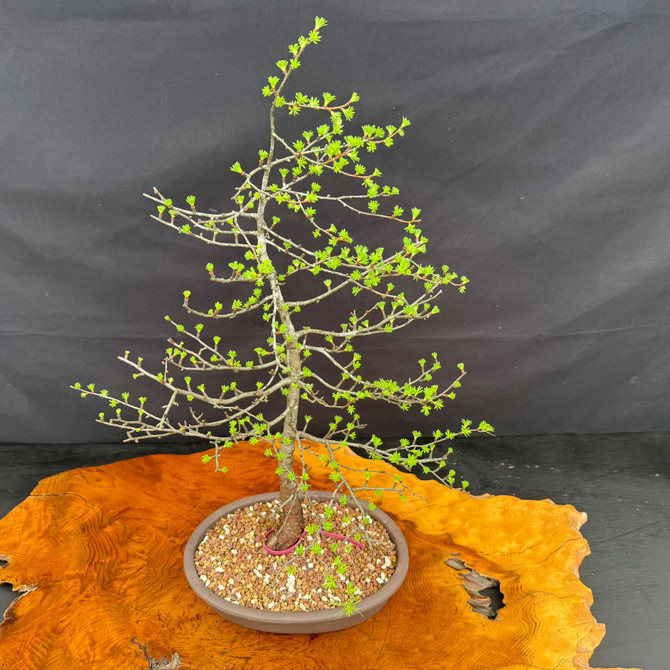 Full view of American Collected Larch bonsai with airy natural silhouette, broad branch spread, and ceramic bonsai pot