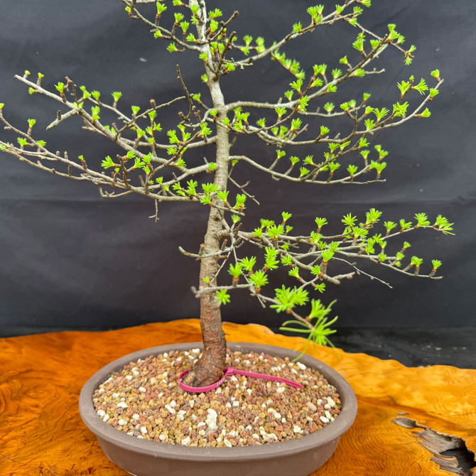 Close-up of American Collected Larch bonsai showing trunk base, taper, and ceramic bonsai pot
