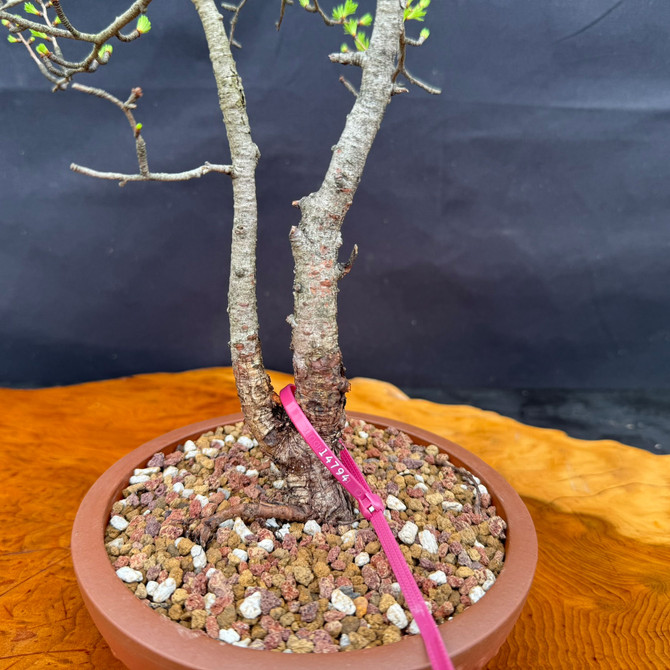 Close-up of American Collected Larch bonsai showing twin trunk base, surface roots, and Yixing ceramic pot
