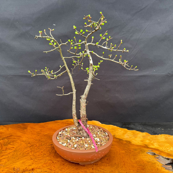 American Collected Larch bonsai with twin trunks, natural movement, and Yixing ceramic bonsai pot, front view
