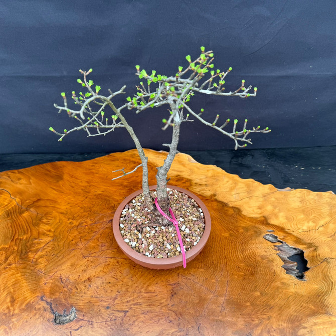 Full view of American Collected Larch bonsai with refined twin trunk composition and ceramic bonsai pot