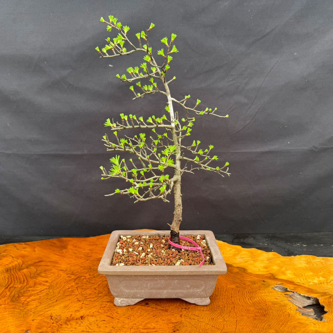 American Collected Larch bonsai with compact upright form, fine branching, and ceramic bonsai pot, front view