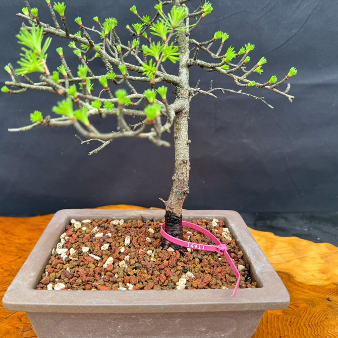 Close-up of American Collected Larch bonsai showing trunk base, fresh spring needles, and ceramic bonsai pot