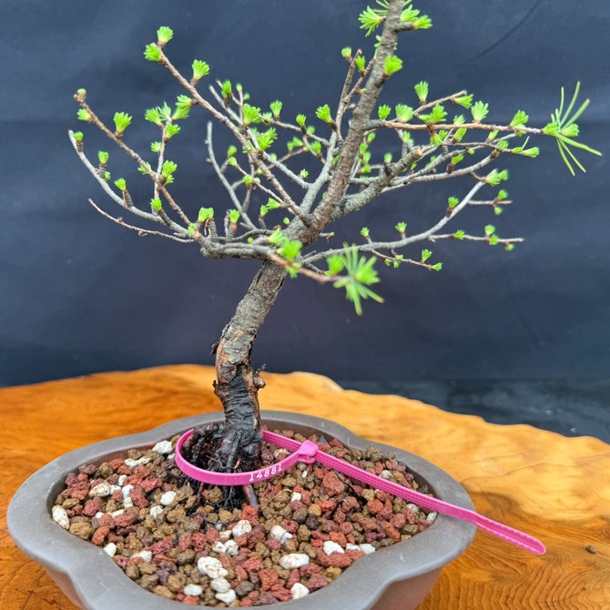 Close-up of American Collected Larch bonsai showing collected trunk base, fresh spring buds, and Yixing pot