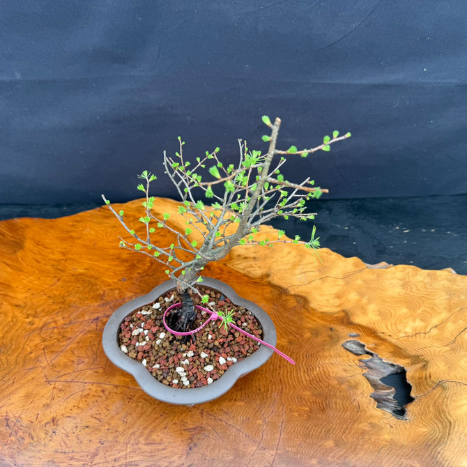 Full view of American Collected Larch bonsai with compact collected silhouette and Yixing bonsai pot