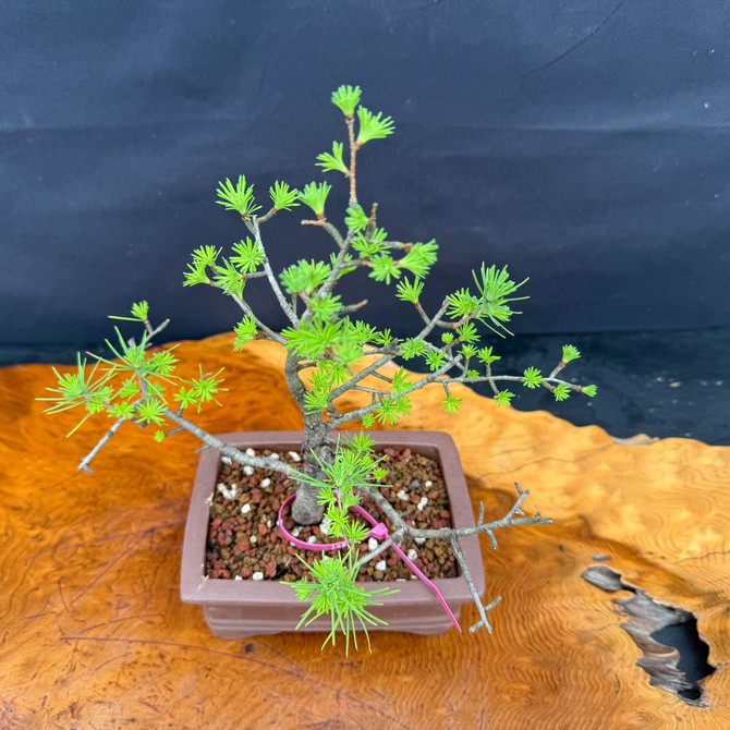 Full view of American Collected Larch bonsai with natural compact silhouette and ceramic bonsai pot