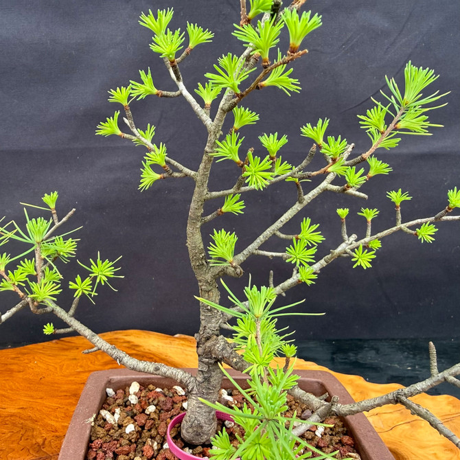 Upper structure of collected American Larch bonsai with compact branching, fresh spring foliage, and refined apex