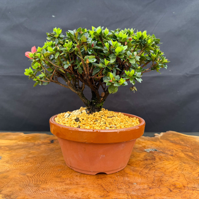 Front view of Satsuki Azalea Kazan bonsai tree in 7.5 inch Japanese Tokoname grow pot