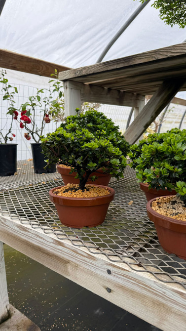 Satsuki Azalea Kazan bonsai tree on greenhouse bench with flower buds about to bloom