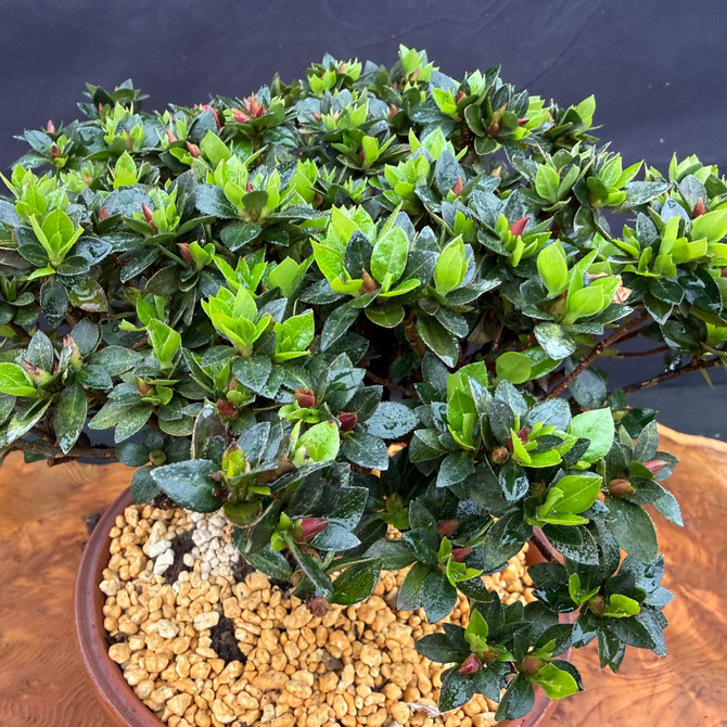 Close-up foliage and flower buds on Satsuki Azalea Kazan bonsai tree before spring bloom