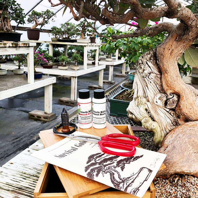 Tinyroots "Anti-Intimidation" Bonsai Starter Kit is a great way to take your first steps towards becoming a Bonsai Master. Has everything you'll need to raise a happy, healthy Bonsai tree.