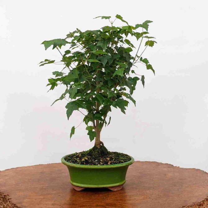 Trident Maple Bonsai Tree