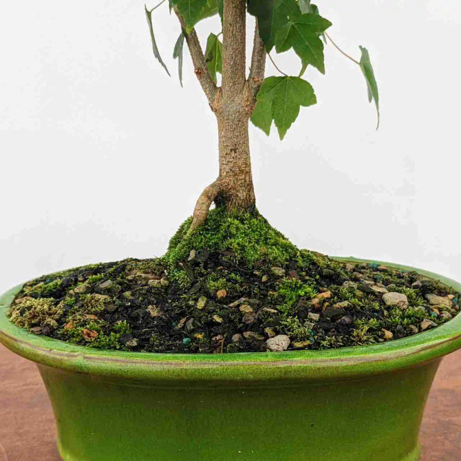 Trident Maple Bonsai Tree Roots