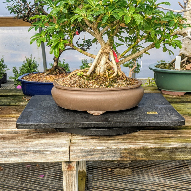 Large 19" Outdoor and Indoor Bonsai Turntable