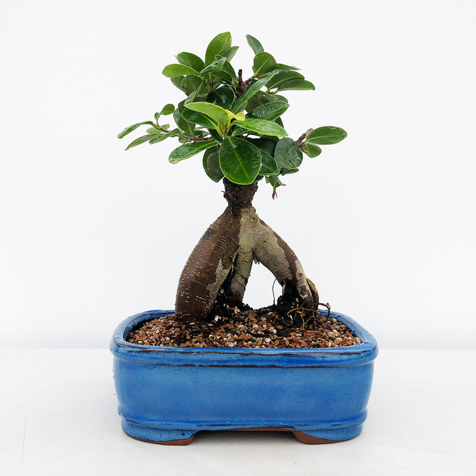 Refined Grafted Ginseng Ficus Bonsai Tree Kit - A Very Tolorent Indoor Bonsai