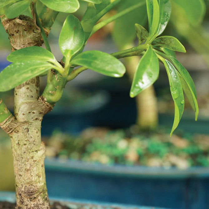 Hawaiian Umbrella Schefflera Arboricola Leaves