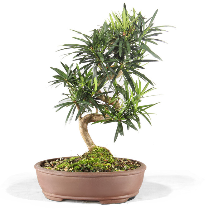 Podocarpus (Indoor)