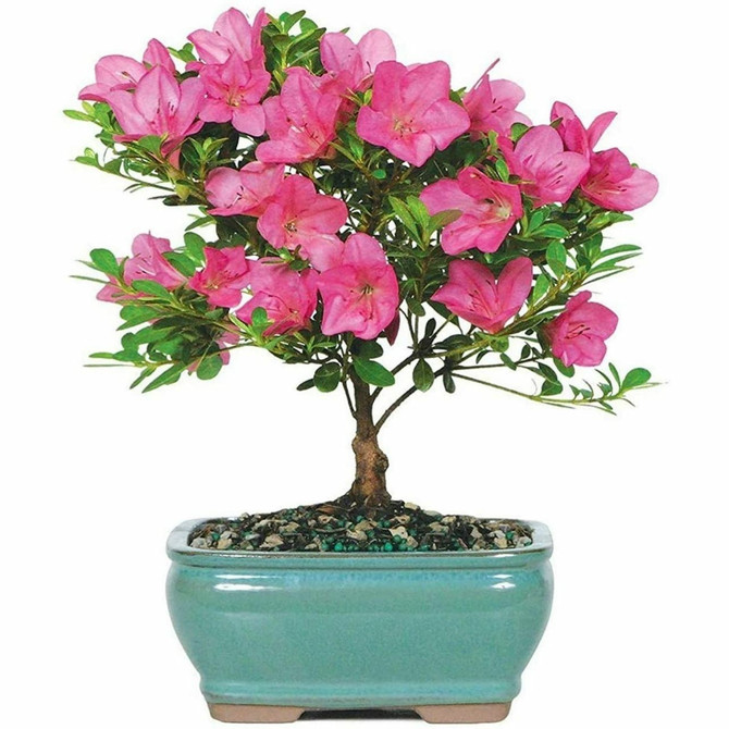 Flowering Satsuki Azalea (Outdoor)