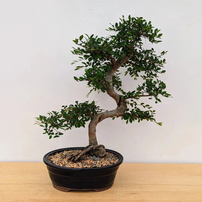 Imported Chinese Elm Bonsai - Great For Beginners