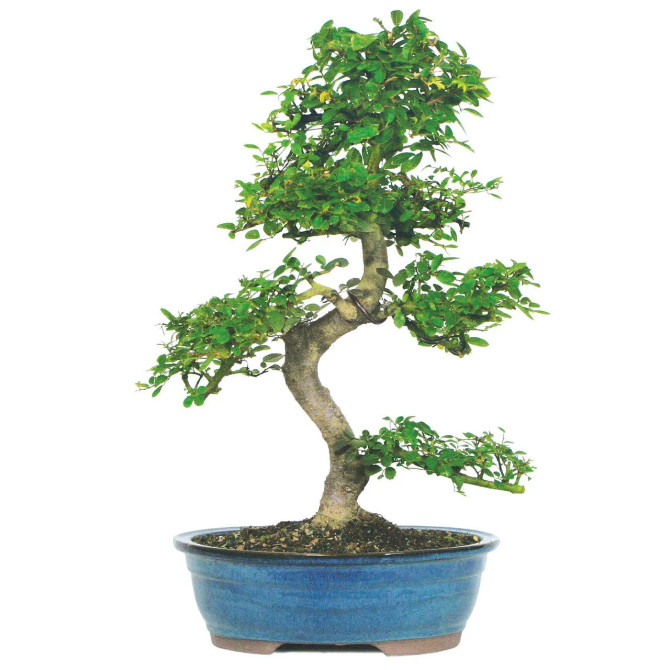 Chinese Elm Bonsai in a blue pot