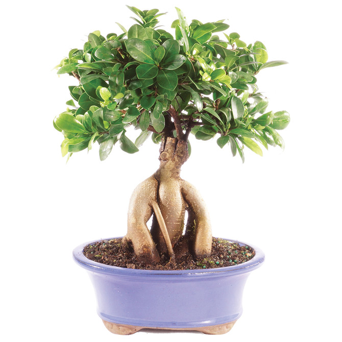 Ginseng Grafted Ficus at BonsaiOutlet.com