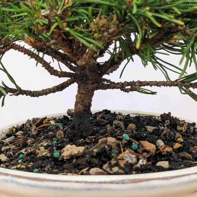 Mugo Pine Bonsai (Outdoor)