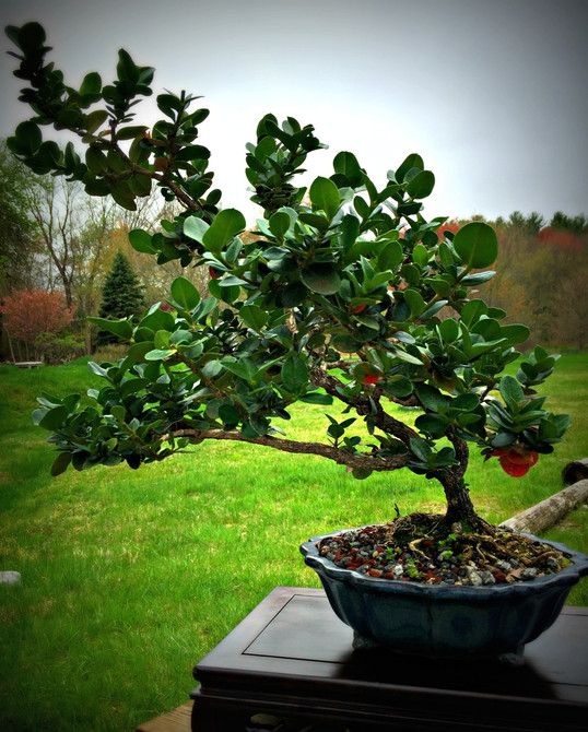 Natal Plum - 3 Years Old, 22" Tall