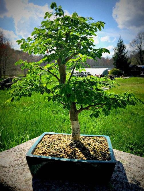 Brazilian Rain Tree - 5 Years Old, 18" Tall