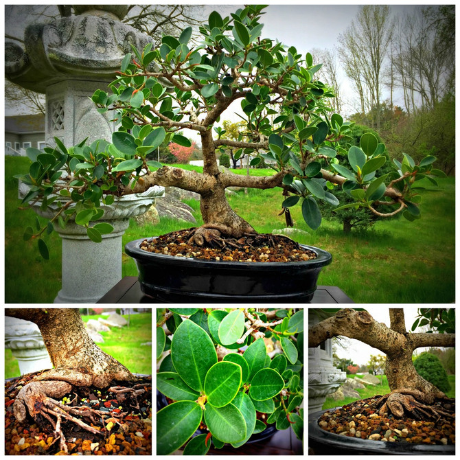 Green Island Ficus - 7 Years Old, 21" Tall