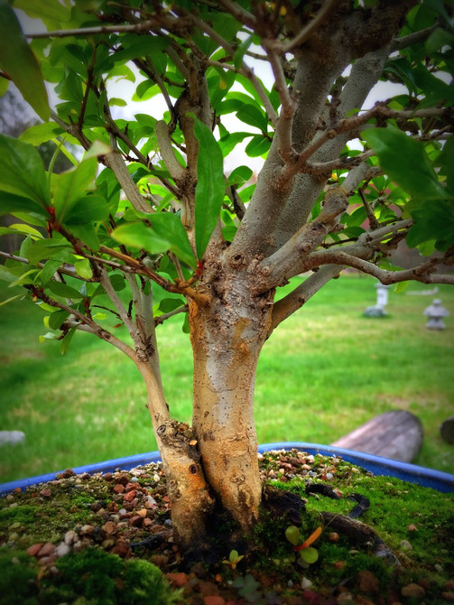 Dwarf Pomegranate - 10 Years Old, 15" Tall