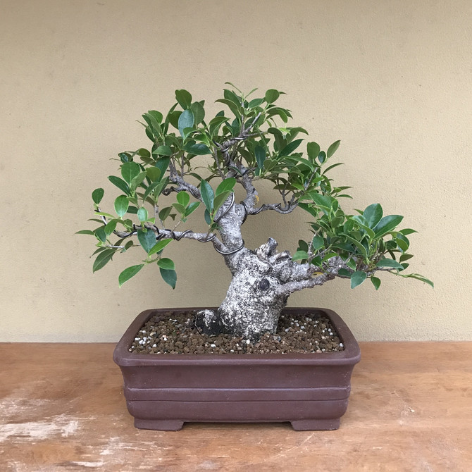 Ficus