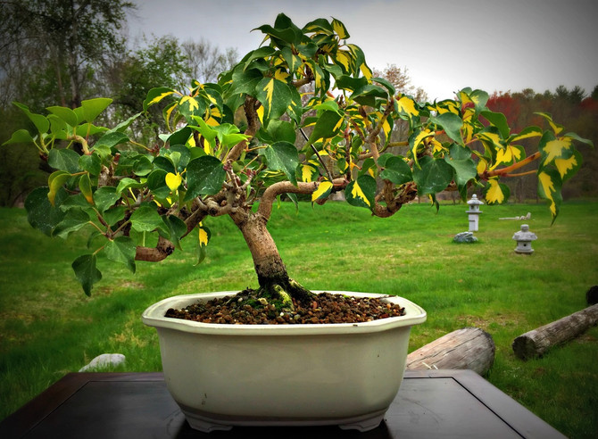 Variegated Ivy - 10 Years Old, 15" Tall