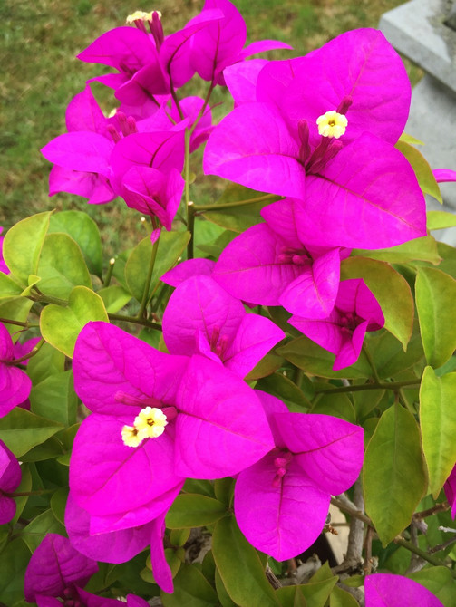 Bougainvillea - 3 Years Old, 22" Tall