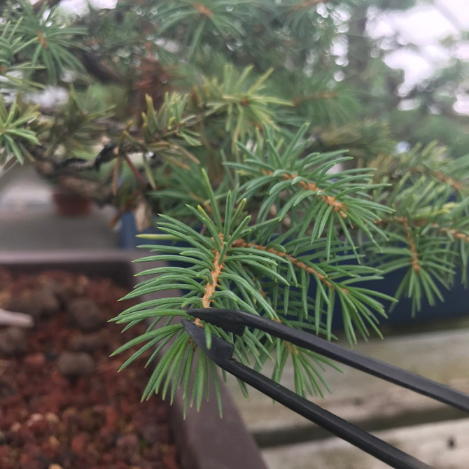 Bonsai Pine Needle Tweezers (Straight or Curved)
