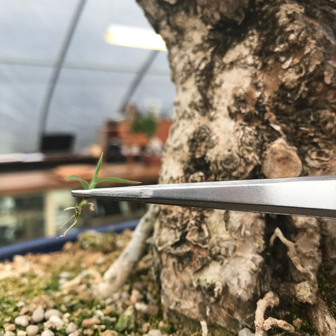Bonsai Needle Tweezer and Spatula