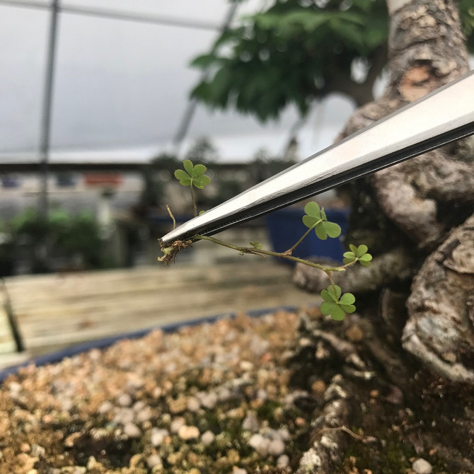 Bonsai Needle Tweezer and Spatula