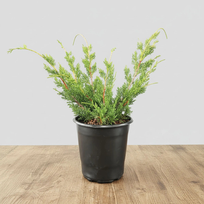 Shimpaku Juniper Pre-Bonsai Tree (Outdoor)