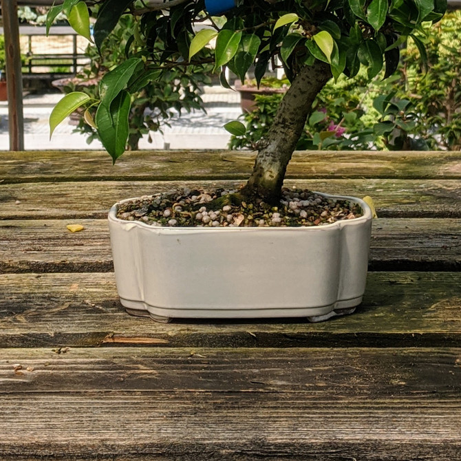 6-8" Cream Glazed Japanese Bonsai Pot (No. 1922)