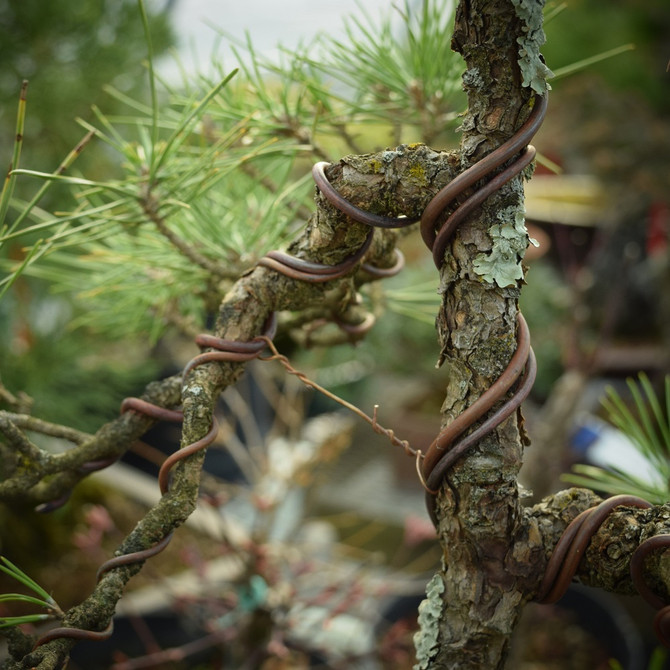 500gm Bonsai Wire